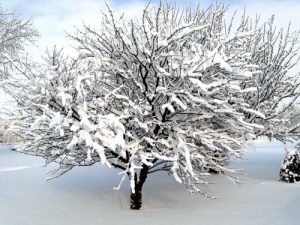 snow-on-tree-websized