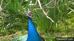 Peacocks_Opening_Feathers
