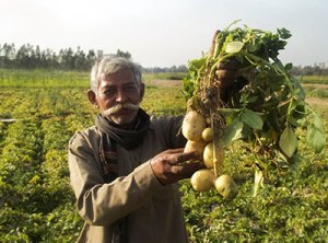 potato in field
