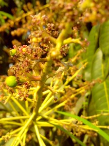 mango flower