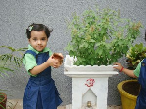 Tulsi-Plant