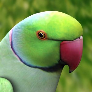 indian-parrot
