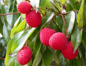 Lychee_Litchi