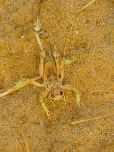 sand insect