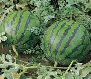 watermelon-plant