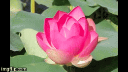 lotus flowering