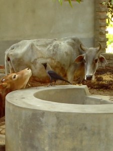 cow-crow-calf