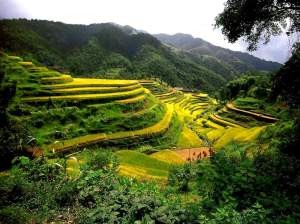 rice terraces
