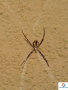 SPIDER
