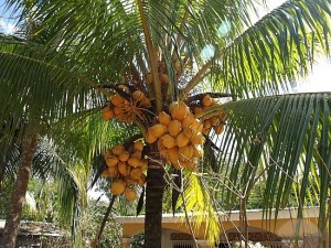 coconut-tree-nariyal