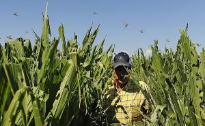 grasshopper -in farm of corn