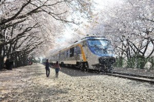 Kyeong-Wha Station, Jinhae (진해 경화역)