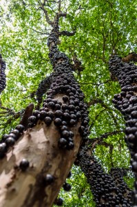 Myrciaria_cauliflora - Jabuticaba