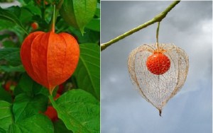 Physalis Alkekengi - chinese lantern fruit