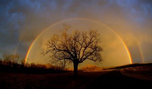 rainbow-rainbow around tree