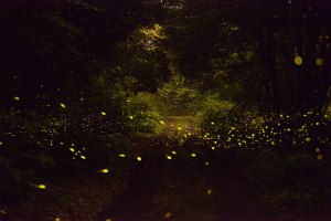 firefly in forest