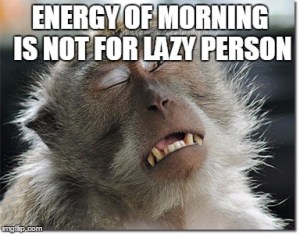 Funny Animal in Morning