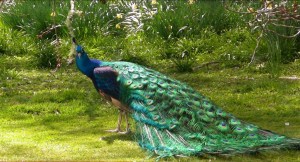 peacock