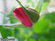 Blooming rose - blooming flower