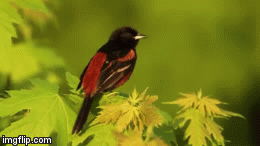 Orchard Oriole