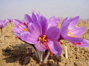 Saffron Home - saffron flower