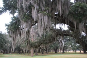 spanis-moss