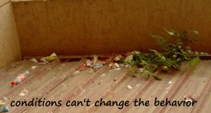 Tomato plant and waste