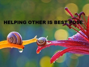 two snail - snail on flower