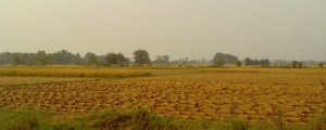 Bundle of paddy crop