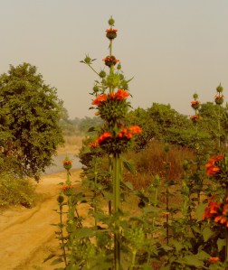 Wild flower with thorn