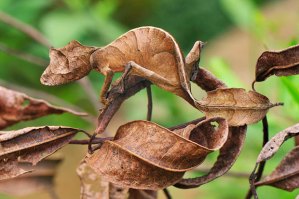 leaf-tailed-gecko