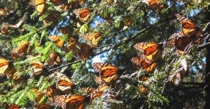Central-America-Monarchs-butterflies