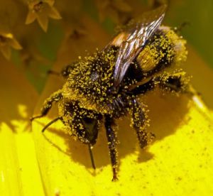 bee-covered-in-pollen