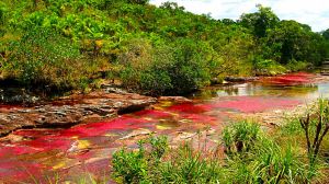 Cano-Cristales-River-Colombia