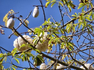 Kapok, Ceiba, White Silk-Cotton Tree