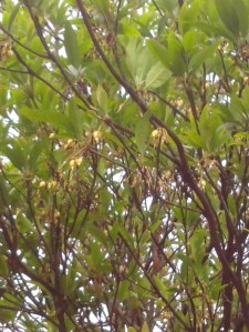 Madhuca longifolia-mahua flower