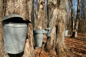 Maple sap - maple Syrup