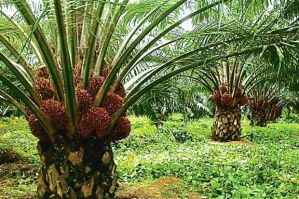 Oil palms plantation- palm oil plant