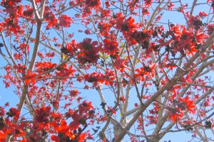 red silk cotton tree