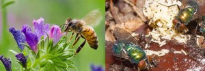 bee_flower and fly on waste
