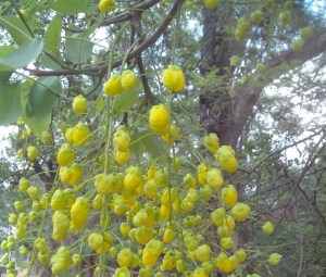 bud-yellow bud-bunch of bud
