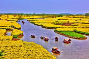 Dongwang Village, Xinghua - rape flower