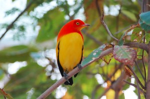 flame-bower-bird