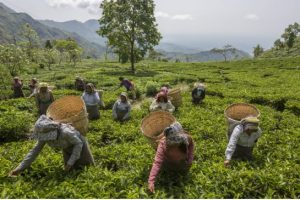 Tea pluckers collect leaves