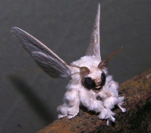Venezuelan Poodle Moth
