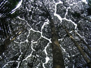 crown-shyness