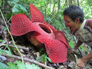 Rafflesia arnoldii - biggest flower on earth