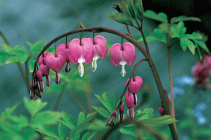 bleeding heart -Dicentra