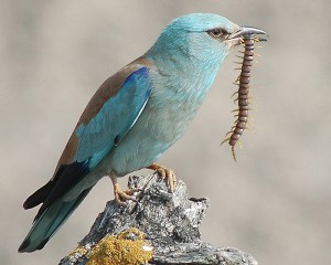 European_roller