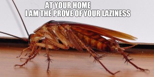 cockroach